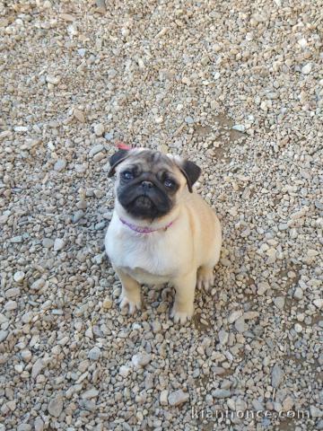 bébé chiot carlin disponible