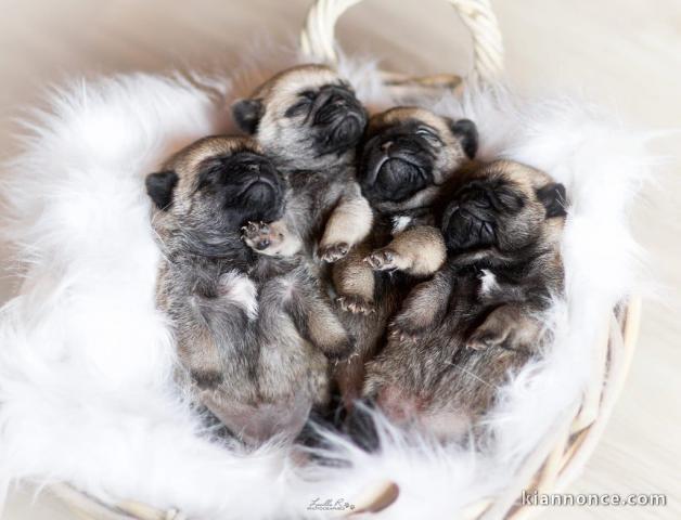 adoption chiot bouledogue français