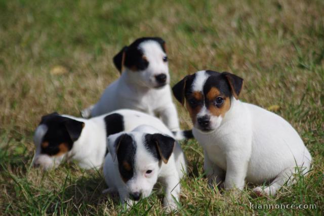 chiot jack ressel disponible pour adoption
