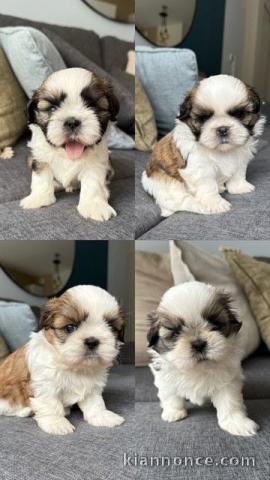 bébé chiot Shih Tzu a donner