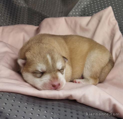 chiot husky sibérien à donner