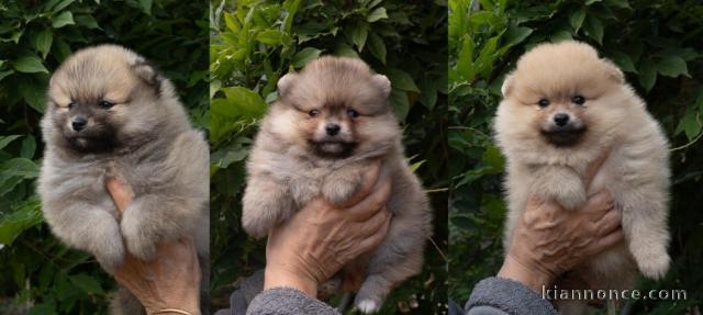 chiot spitz allemand race pure