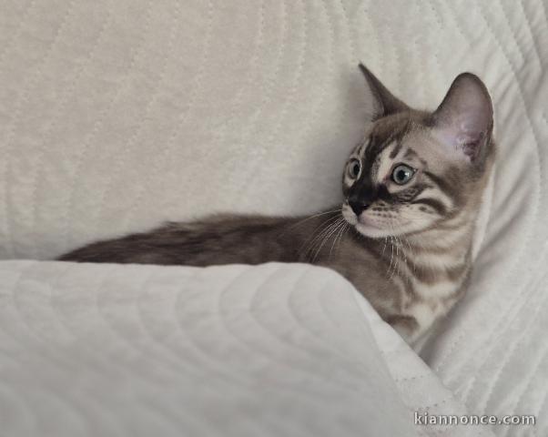 Magnifique chaton Bengal disponible