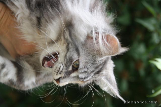 Magnifique chaton maine coon