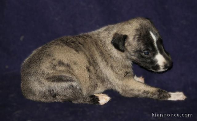 Chiot whippet a donner mâle