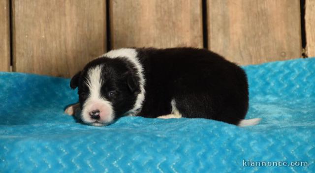Chiot border collier a donner