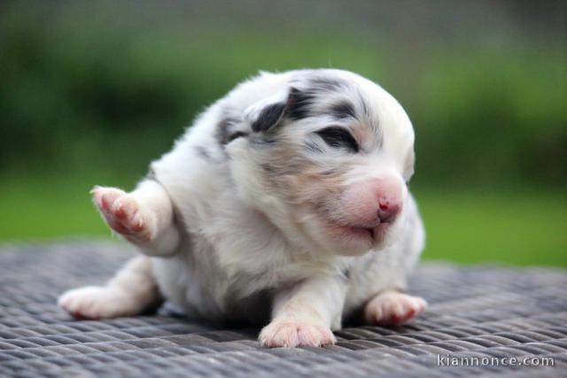 chiot berger australien disponible pour adoption