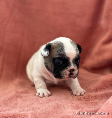 bébé chiot bulldog français à donner