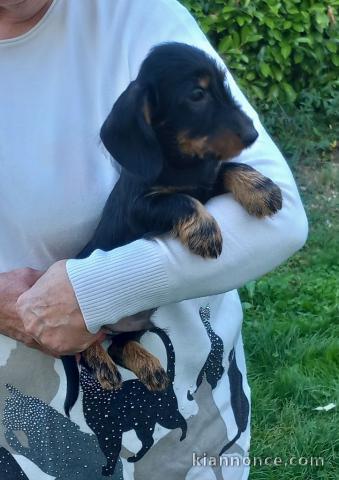 chiot teckel a vendre disponible