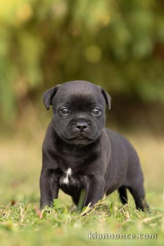 chiot type staffie disponible