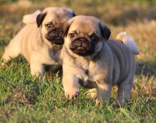 chiot carlin disponible pour adoption