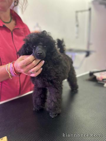 chiot caniche disponible pour adoption