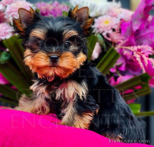 je donne chiot Yorkshire femelle