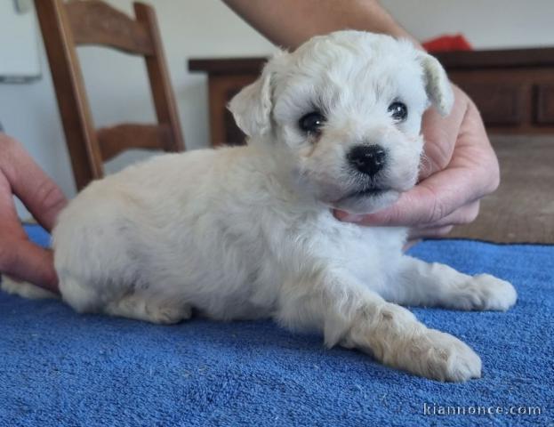 je donne chiot bichon frisé mâle