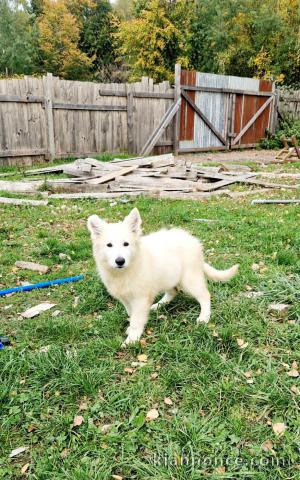 bébé chiot berger blanc suisse adoption