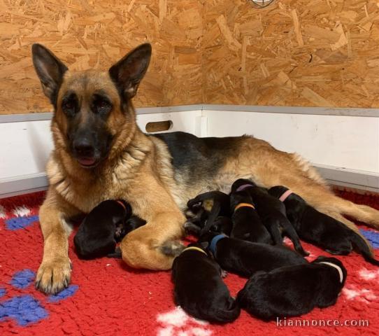 chiot berger allemand à adopter 