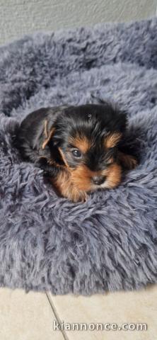 chiot Yorkshire femelle à donner 