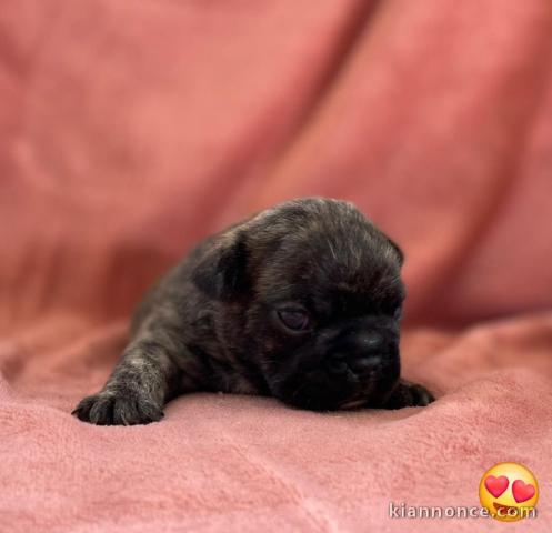 bébé chiot bouledogue français 