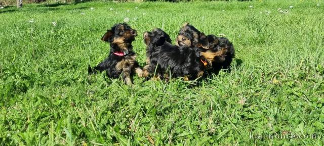 bébé chiot Yorkshire terrier femelle