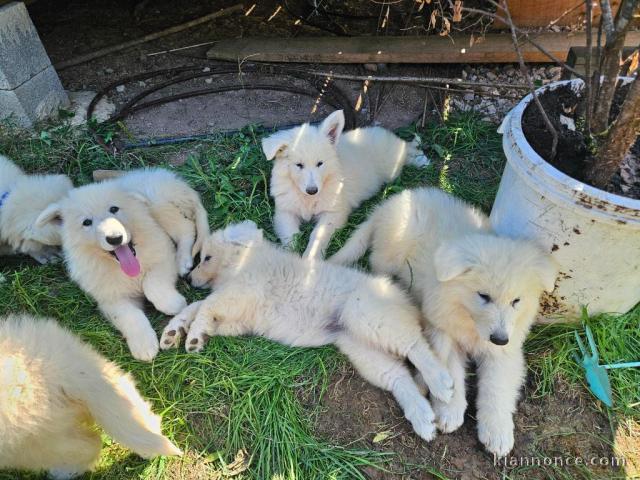 chiot berger blanc suisse adoption