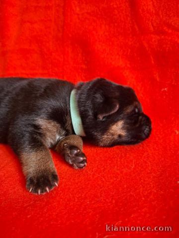 chiot berger allemand disponible