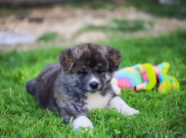 chiot Akita inu a donner
