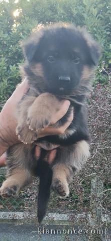 chiot berger allemand disponible