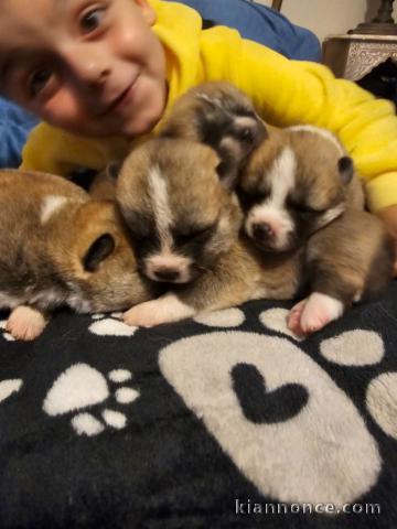 chiot Akita inu a donner contre bon soin