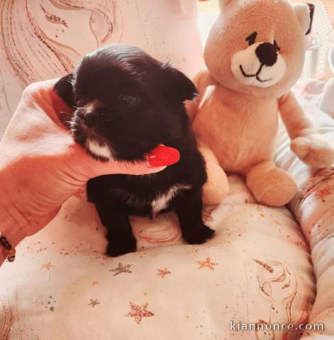 Chiot chihuahua femelle a donner