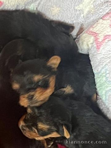 je donne chiot Yorkshire