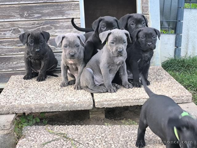 adoption chiot cane corso disponible