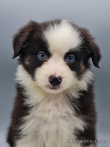 chiot berger américain minuture