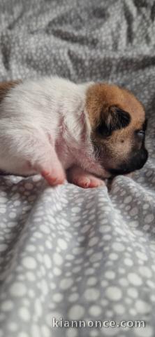 chiot bouledogue français à donner