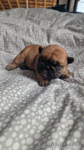 chiot bouledogue français à donner