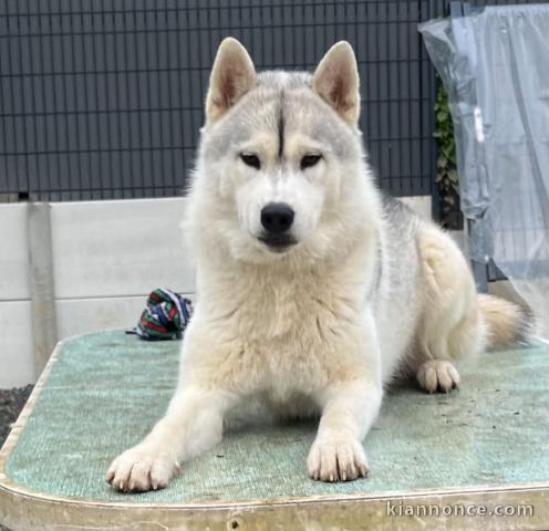 chiot husky sibérien à donner