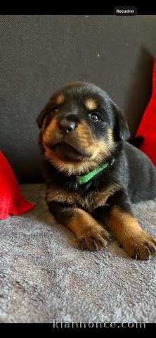chiot rottweiler à donner