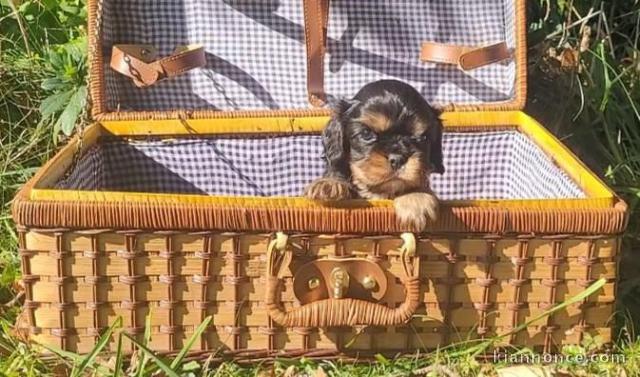 chiot cavalier king charle disponible