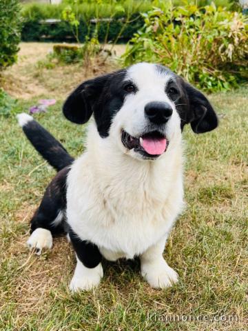 Chiots Welsh Corgi Cardigan a donner