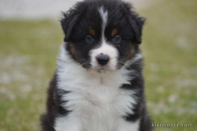 adoption chiot berger australien