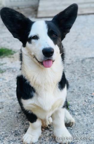 Chiots Welsh Corgi Cardigan a donner