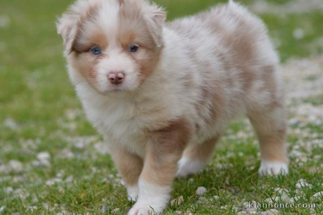 chiot berger australien disponible