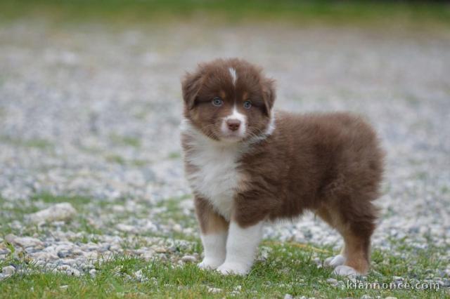 chiot berger australien à adopter
