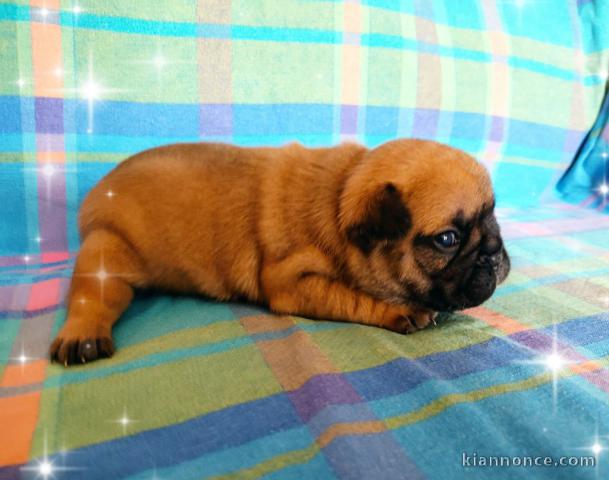 chiot bouledogue français à donner