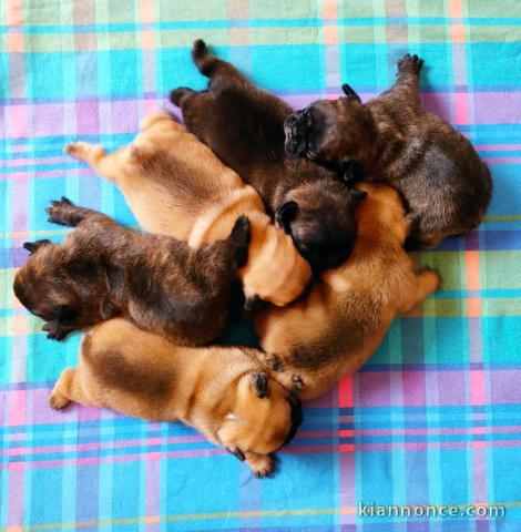 chiot bouledogue français à donner mâle et femelle
