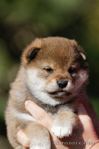 chiot Shiba inu a donner