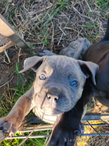 chiot Cane Corso disponible pour adoption