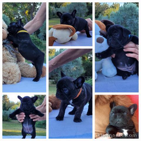 chiot bouledogue français à donner