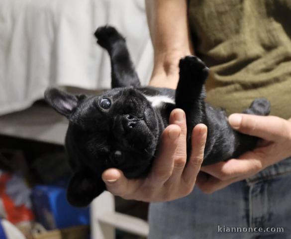 à adoption chiot bouledogue français mâle
