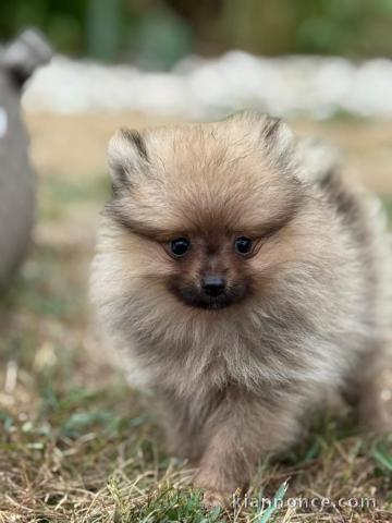magnifique chiot spitz allemand