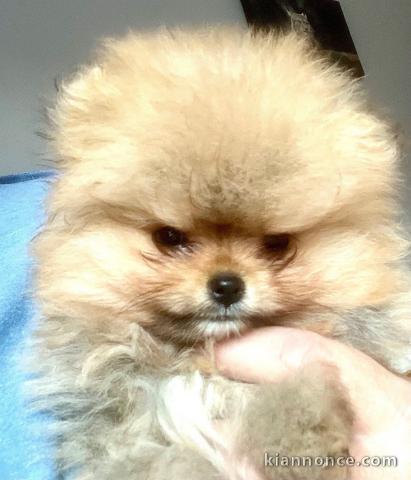 chiot spitz allemand disponible